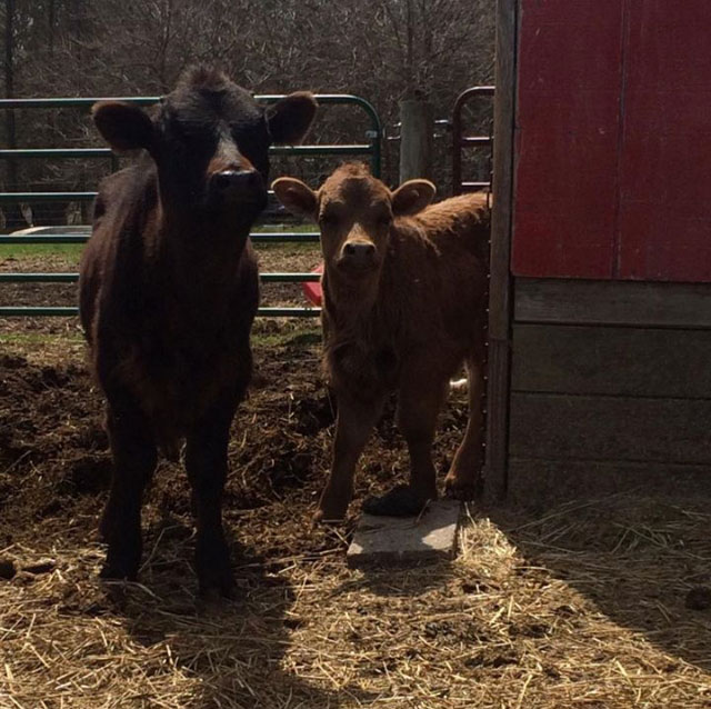 Calves on a farm.