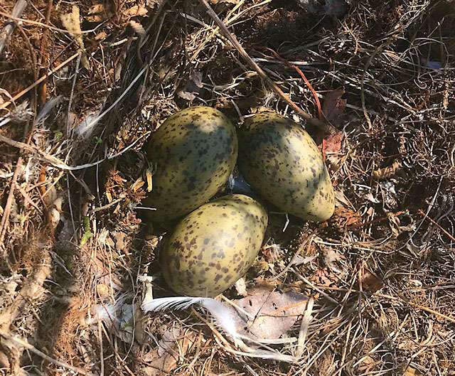 Gull nest eggs 5-16-18.